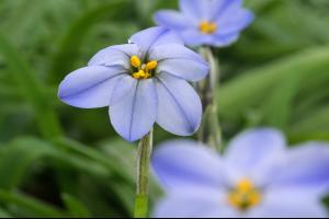 Iphieon 'Rolf Fiedler' 