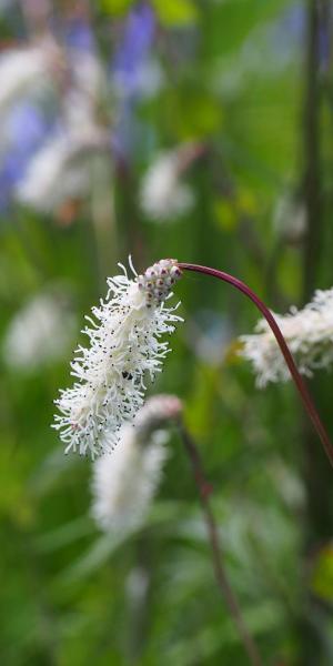 SANGUISORBA tenuifolia var. alba