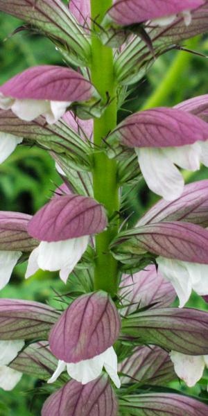 ACANTHUS spinosus