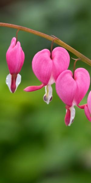 LAMPROCAPNOS spectabilis