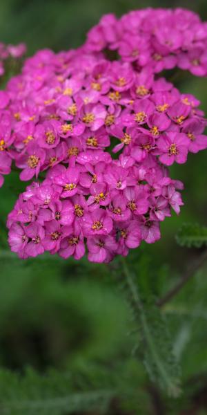 ACHILLEA 'Apfelblute'