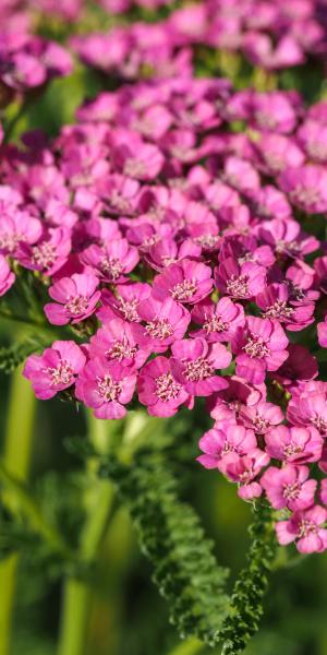 Achillea 'Gloria Jean'