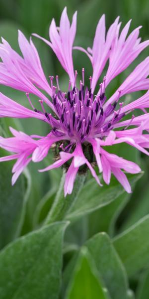 CENTAUREA montana 'Joyce'