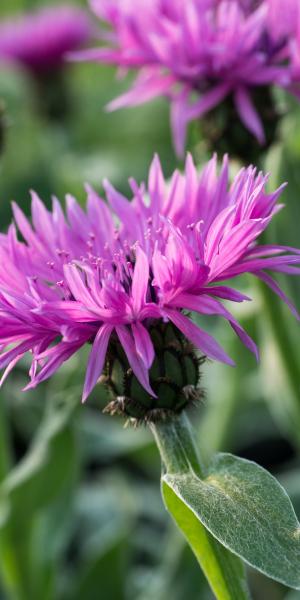 CENTAUREA montana 'Joyce'