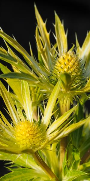 ERYNGIUM 'Neptune's Gold'