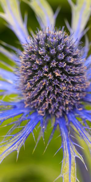 ERYNGIUM 'Neptune's Gold'