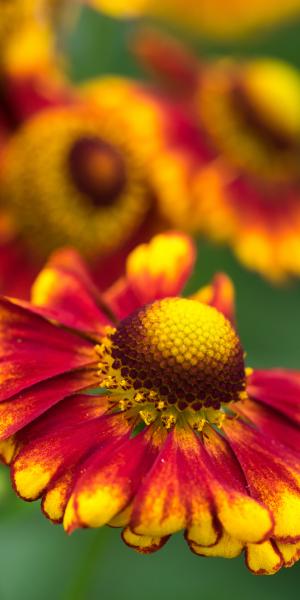 Helenium 'Vicky'