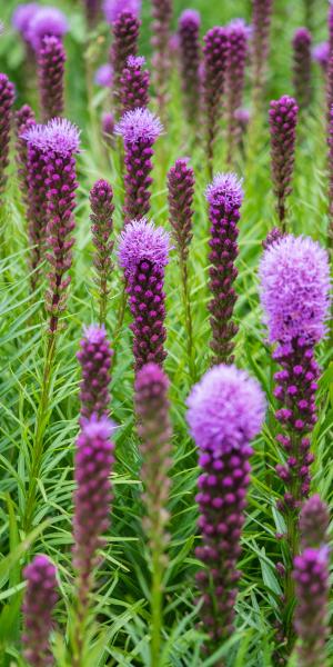 LIATRIS spicata Kobold