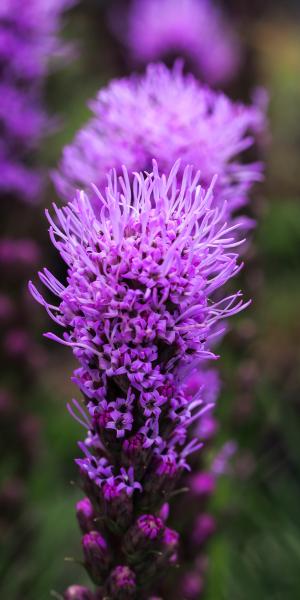 LIATRIS spicata Kobold