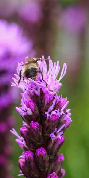 LIATRIS spicata Kobold