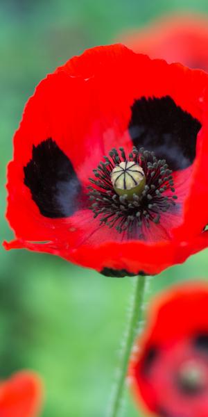 PAPAVER commutatum (Ladybird Poppy)(Seed)