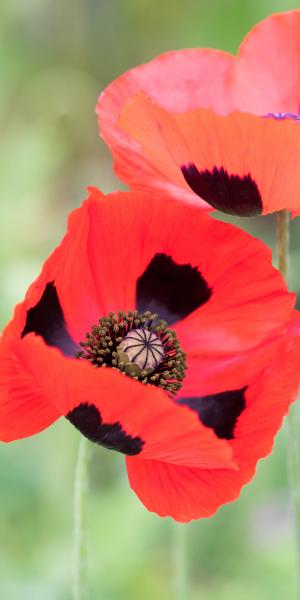 PAPAVER commutatum