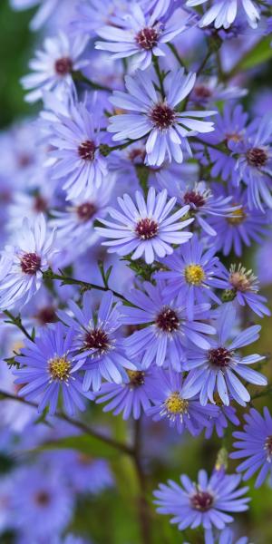 SYMPHYOTRICHUM 'Little Carlow'