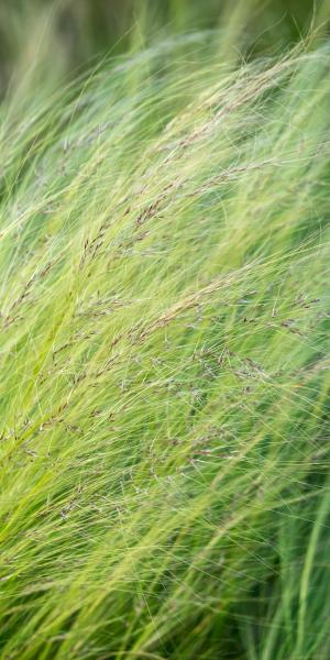 Stipa tenuissima