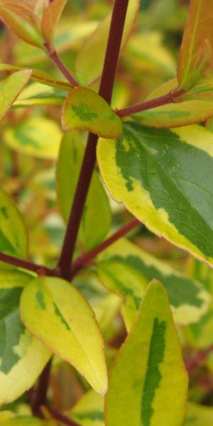 ABELIA grandiflora 'Sunshine Daydream' 