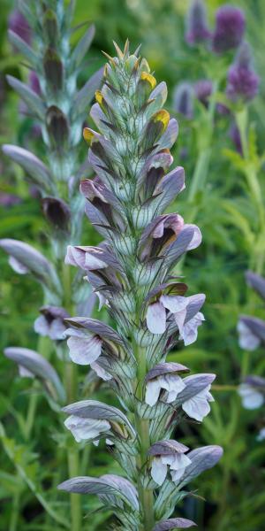 ACANTHUS hungaricus