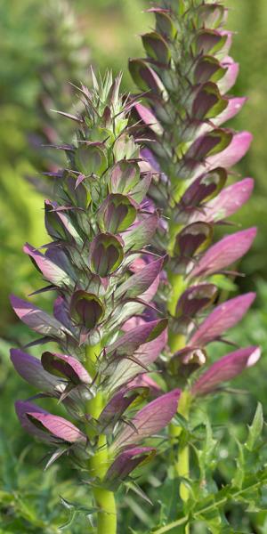 ACANTHUS spinosus