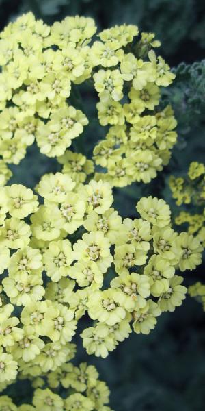 ACHILLEA Anthea