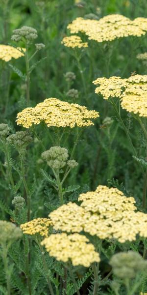 Achillea 'Credo'