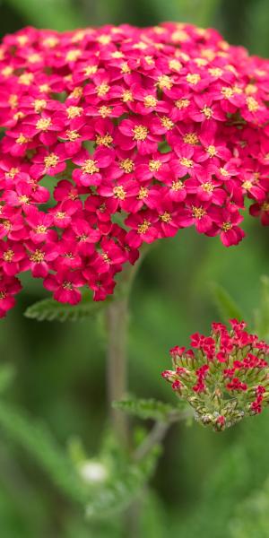 ACHILLEA 'Fanal'