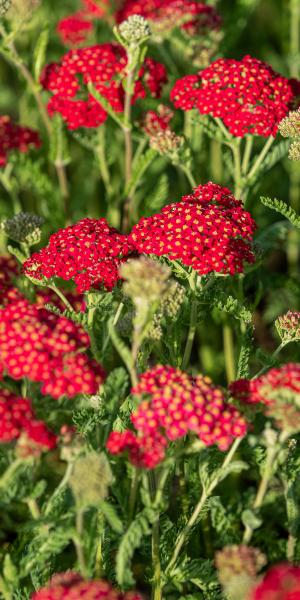 ACHILLEA 'Fanal'