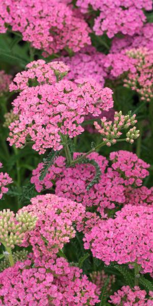 Achillea 'Gloria Jean'