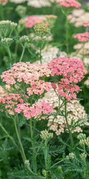 ACHILLEA 'Lachsschonheit'