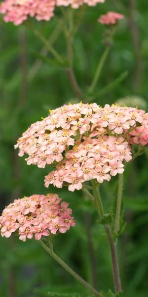 ACHILLEA 'Lachsschonheit' (Galaxy Series)