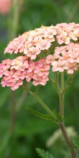 ACHILLEA 'Lachsschonheit' (Galaxy Series)