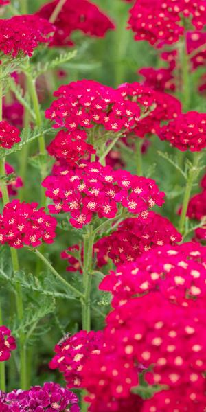 ACHILLEA 'Pomegranate'