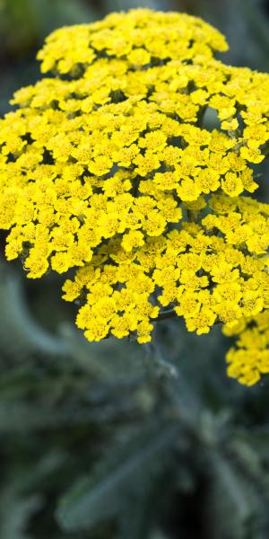 ACHILLEA 'Moonshine'