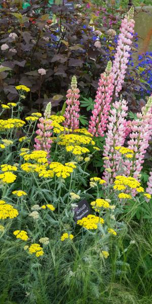 ACHILLEA 'Moonshine'