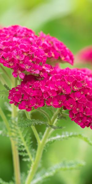 ACHILLEA 'Pomegranate'