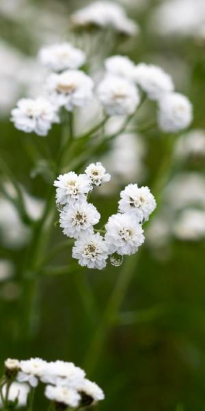 ACHILLEA ptarmica 'Boule de Neige' 