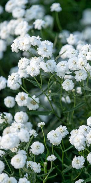 Achillea ptarmica 'Peter Cottontail'