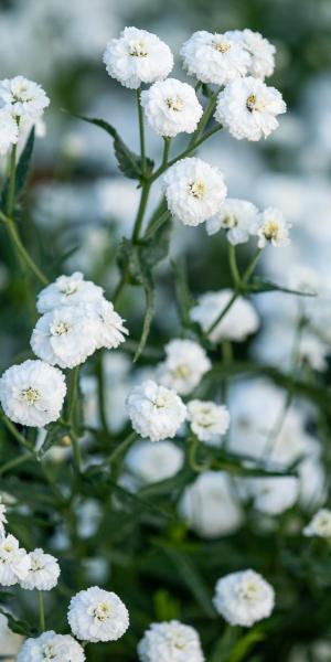 Achillea ptarmica 'Peter Cottontail'