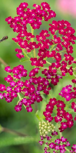 Achillea 'Ruby Wine'