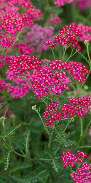 Achillea 'Ruby Wine'