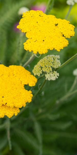 ACHILLEA 'Sunbeam'