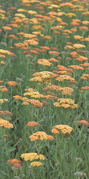 ACHILLEA 'Terracotta'