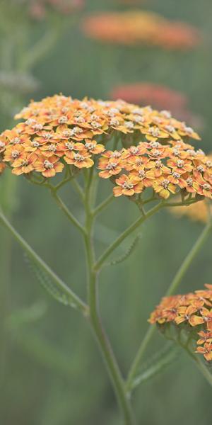 ACHILLEA 'Terracotta'