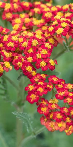 Achillea 'Walther Funcke'