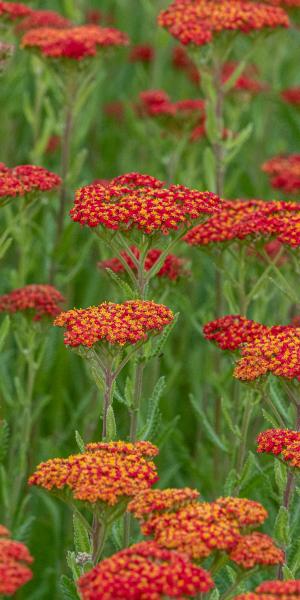 ACHILLEA 'Walther Funcke'