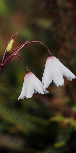 ACIS autumnalis