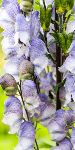 ACONITUM 'Stainless Steel'