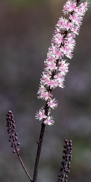 Actaea simplex 'Pink Spike'