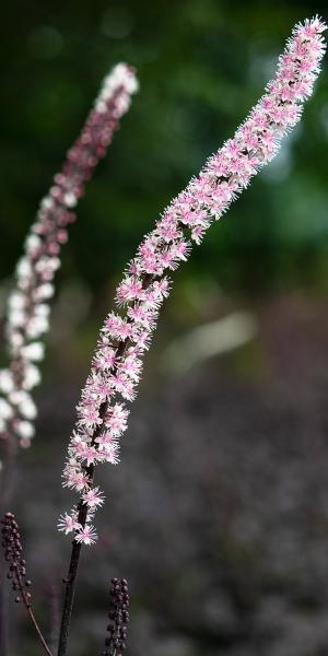 Actaea simplex 'Pink Spike'