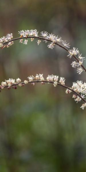 Actaea 'Queen of Sheba'