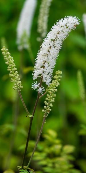 ACTAEA racemosa 