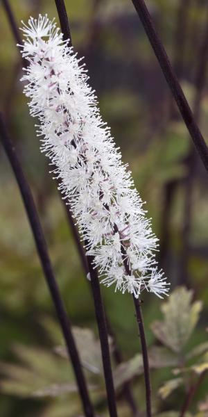 ACTAEA simplex Atropurpurea Group